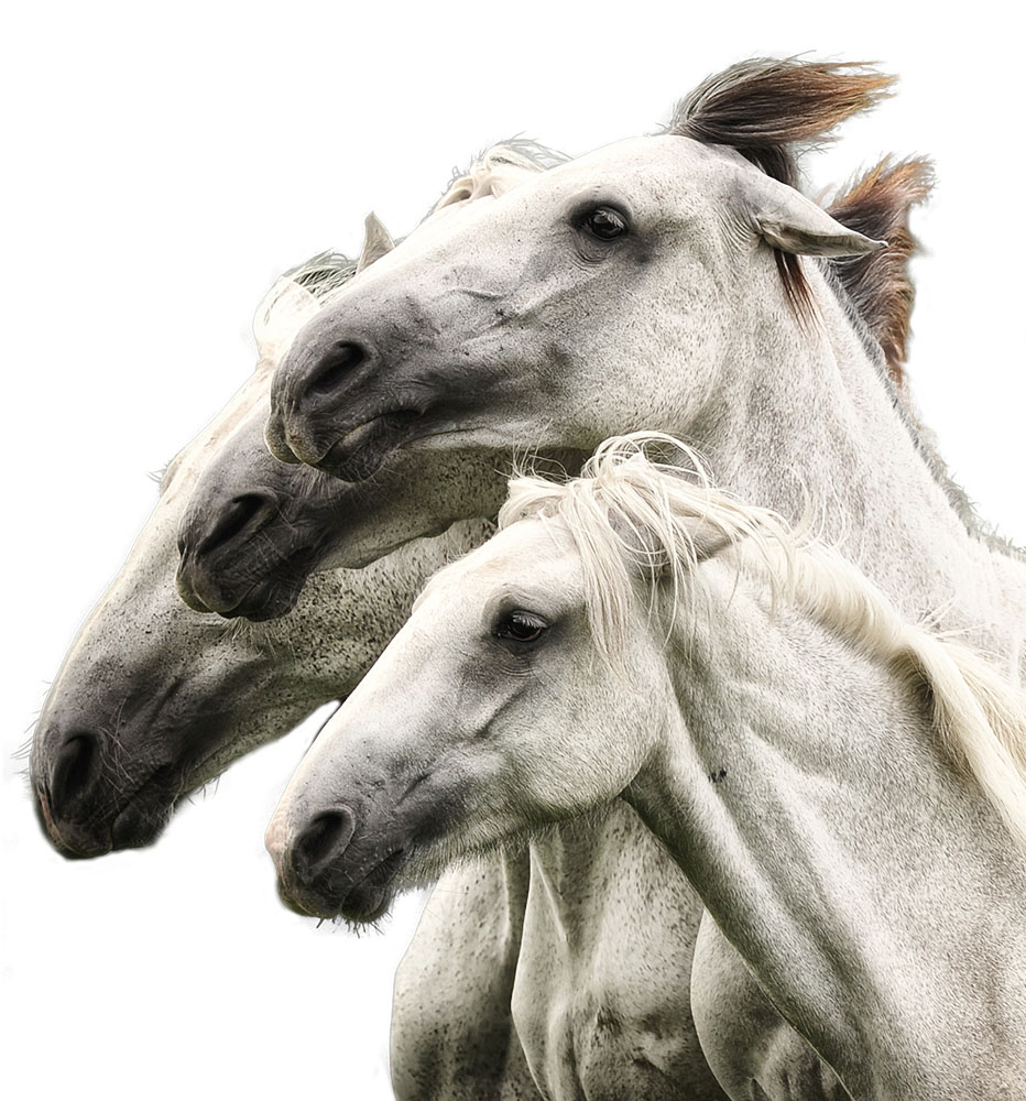 horses